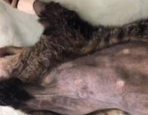 mammary adenocarcinoma in cats