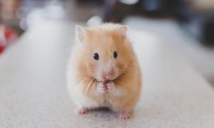 Hamster wet tail shop treatment pets at home