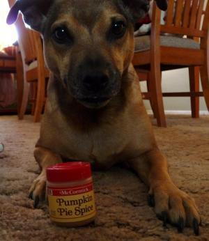 Dog ate pumpkin pie best sale