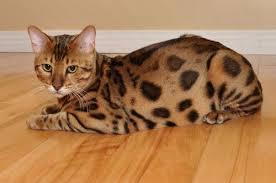 pictures of bengal cats