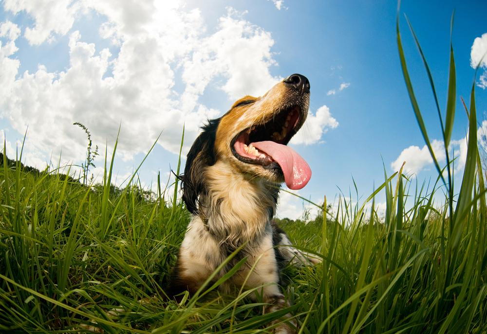 dog playing in grass with tongue out