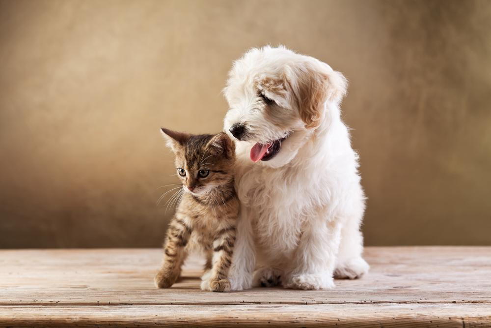 A dog and cat who have been spayed and neutered