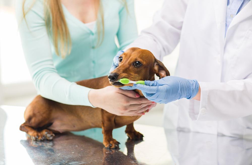 Veterinarian showing pet owner how proper pet dental care