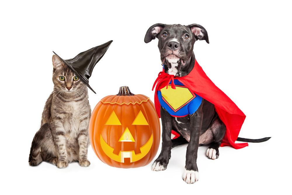 Pets in Halloween costume next to pumpkin