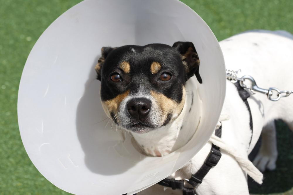 dog smiling in cone