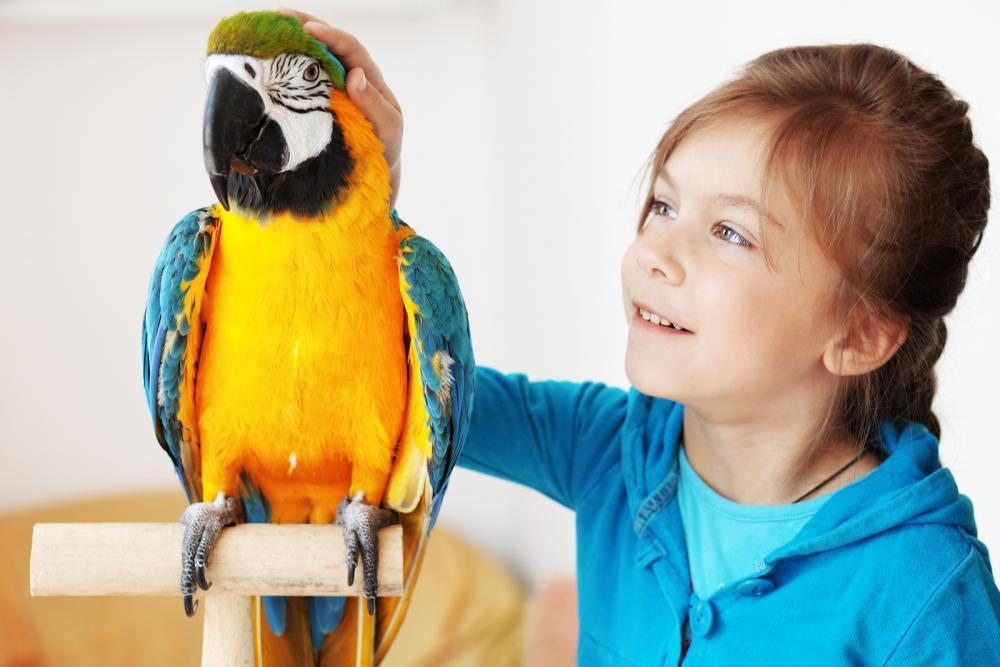 PARROT: You should know how to safely travel with exotic pets; be it to our animal hospital in Livonia or anywhere else, we want to help you to be in the know!
