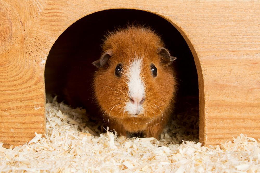 Guinea pig, small rodents, gerbils, safely traveling with exotic pets